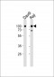 CD19 Antibody (C-term)